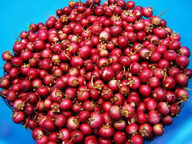 From Farm To Turkey, Here Is The Journey of The Cranberry